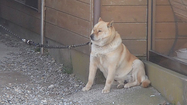 寒そうな犬